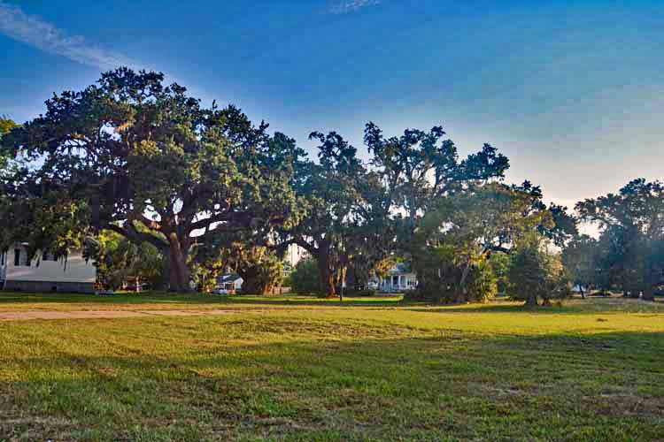 live oak trees